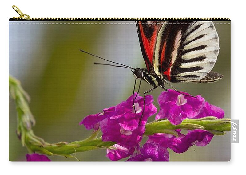 Macro Zip Pouch featuring the photograph delicate Piano Key Butterfly by Sabrina L Ryan