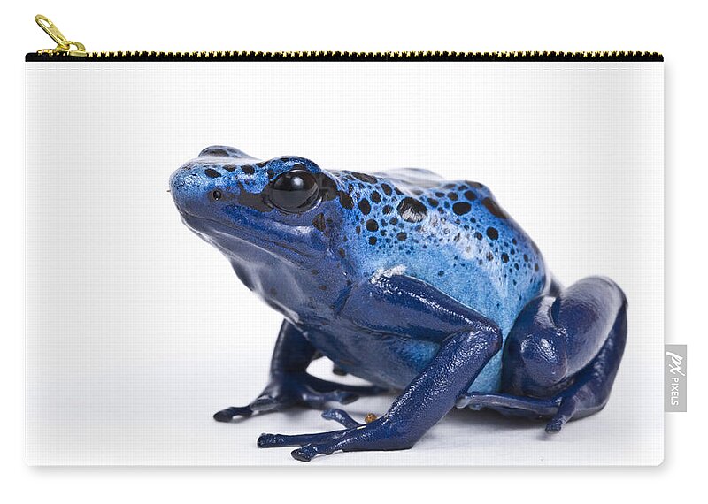 Animal Zip Pouch featuring the photograph Dendrobates Azureus by David Kenny