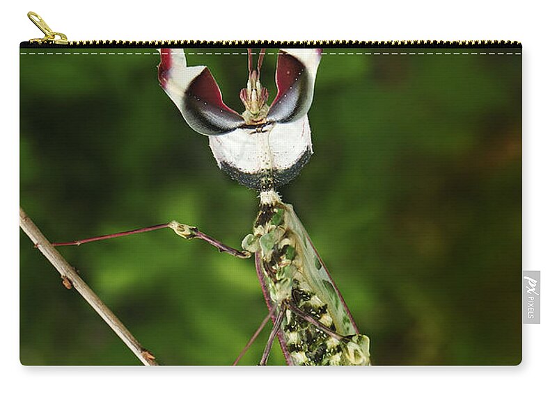 Thomas Marent Zip Pouch featuring the photograph Devils Praying Mantis In Defensive by Thomas Marent