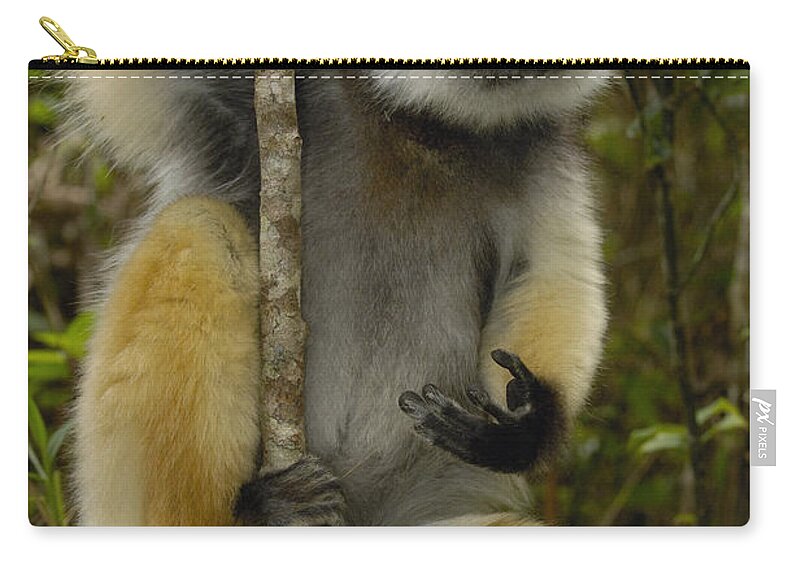 Feb0514 Zip Pouch featuring the photograph Diademed Sifaka Madagascar by Pete Oxford
