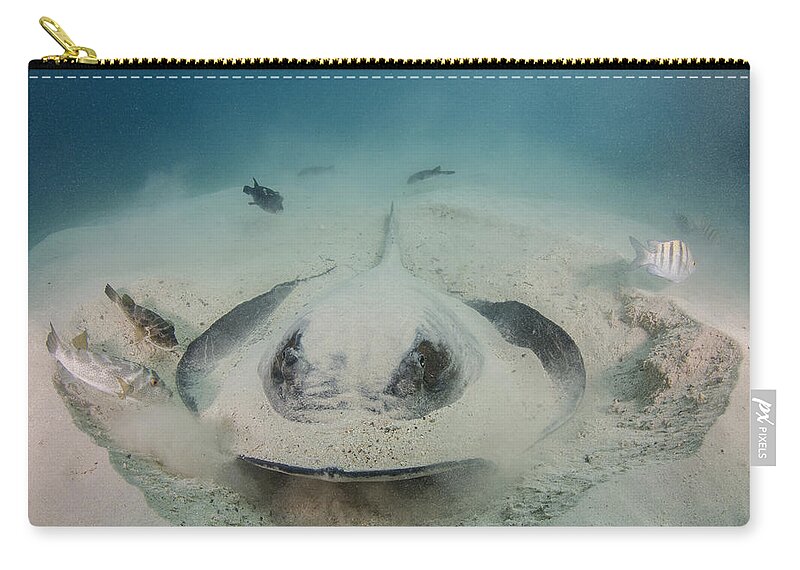 Pete Oxford Zip Pouch featuring the photograph Diamond Stingray Digging In Sand by Pete Oxford