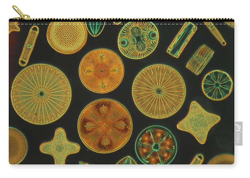Diatom Zip Pouch featuring the photograph Diatoms by Charles Gellis