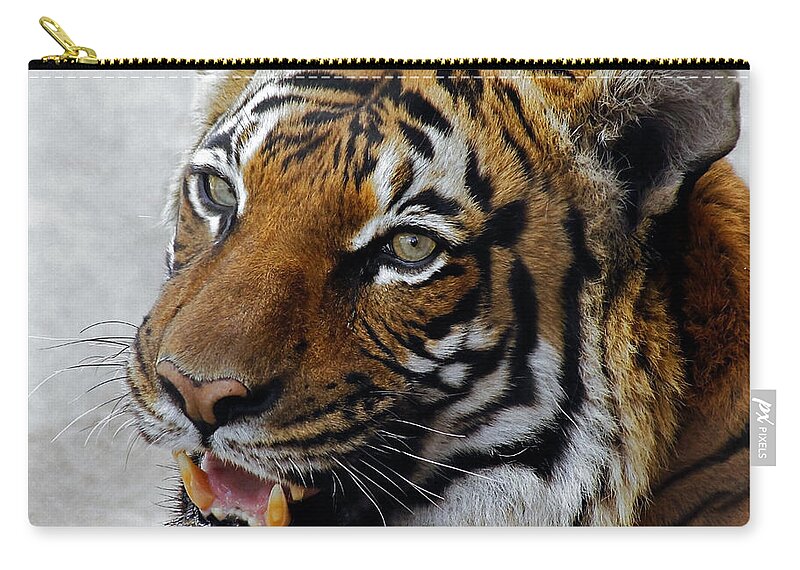 Malayan Tigers Zip Pouch featuring the photograph Did Someone Mention Food by Elaine Malott
