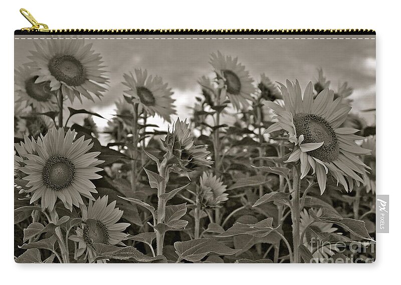 Sunflowers Zip Pouch featuring the photograph Dimming the Lights by Alice Mainville
