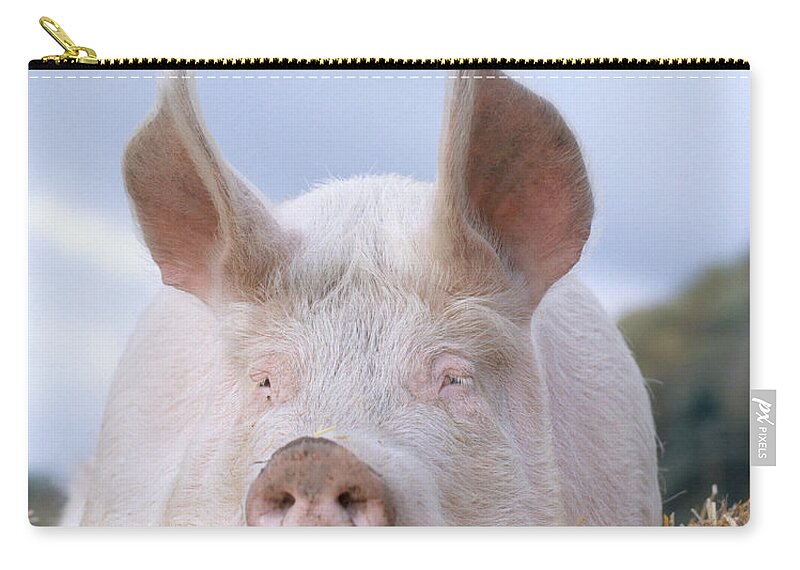 Pig Zip Pouch featuring the photograph Domestic Pig by Hans Reinhard