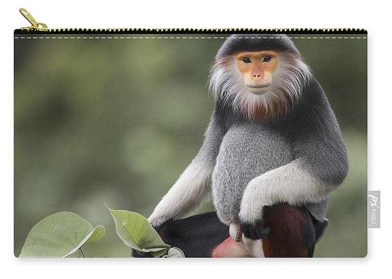 Cyril Ruoso Zip Pouch featuring the photograph Douc Langur Male Vietnam by Cyril Ruoso