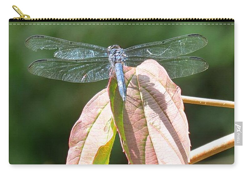 Dragonfly Zip Pouch featuring the photograph Dragonfly in Early Autumn by Anita Adams