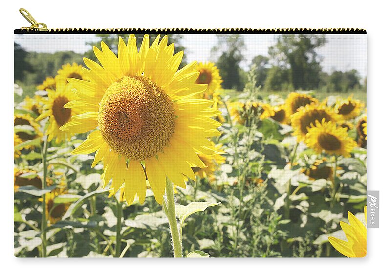 Sunflowers Zip Pouch featuring the photograph Dreaming of Summer by Courtney Webster