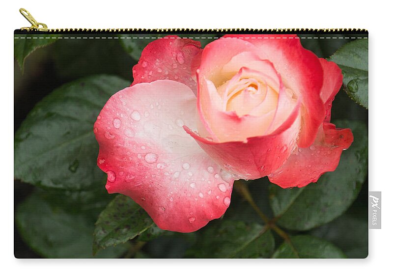 Sweetheart Rose Zip Pouch featuring the photograph Dreaming of Sweetheart Roses by Georgia Mizuleva