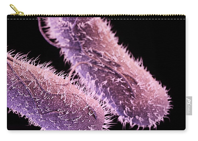 Drug-resistant Non-typhoidal Salmonella Zip Pouch featuring the photograph Drug-resistant Non-typhoidal Salmonella by Science Source