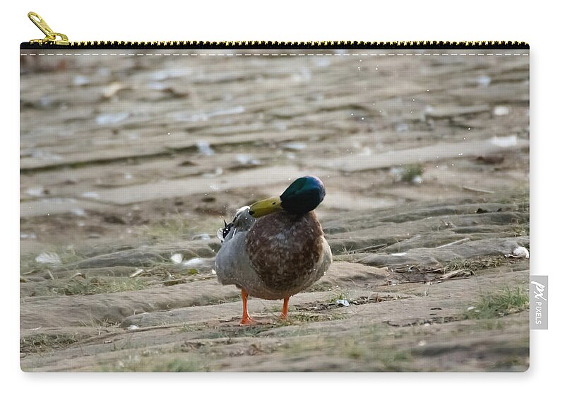 Duck Zip Pouch featuring the photograph Duck Shakes It Off by Holden The Moment