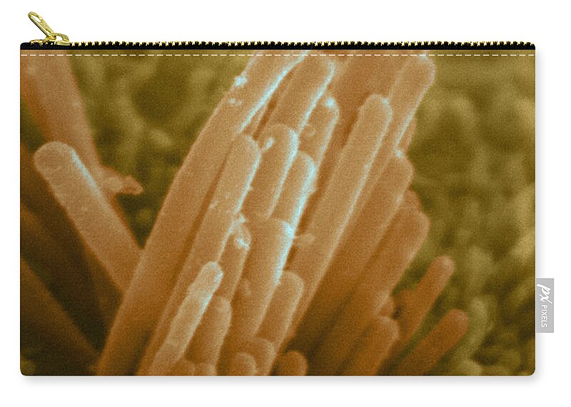 Science Zip Pouch featuring the photograph Ear Hair From Mouse Es Cells, Sem by Science Source