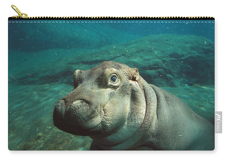 Feb0514 Zip Pouch featuring the photograph East African River Hippopotamus Baby by San Diego Zoo