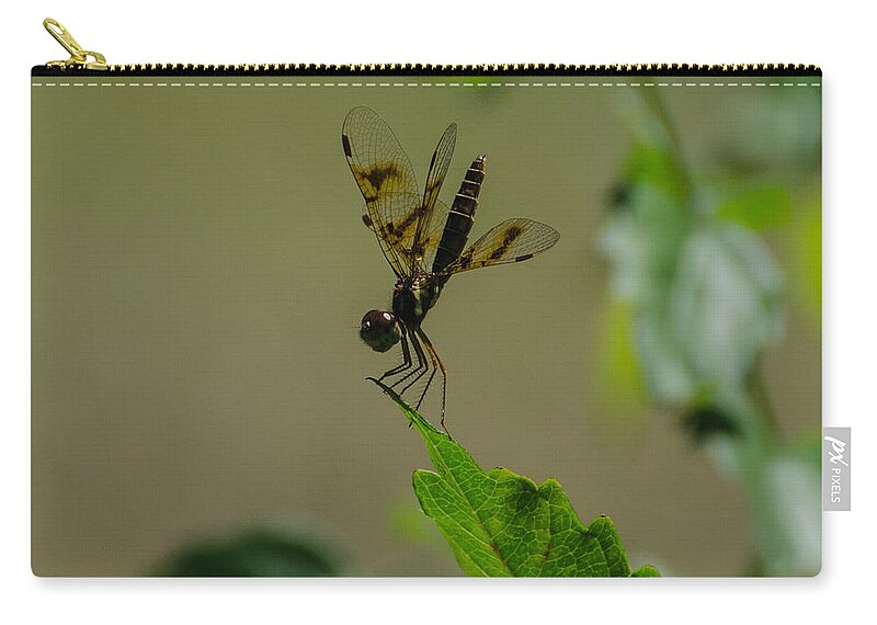 Insect Zip Pouch featuring the photograph Eastern Amberwing Dragonfly Male 2 by Donna Brown