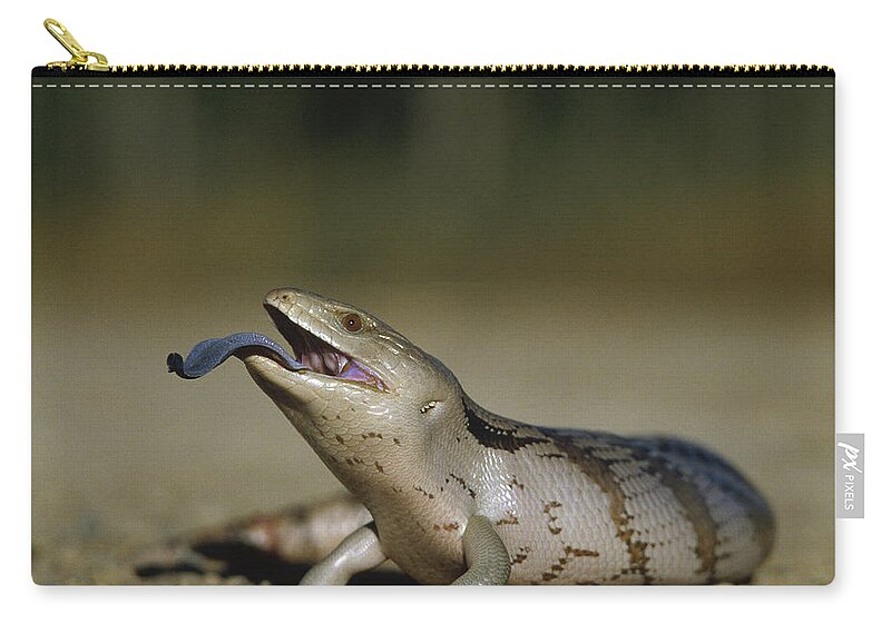 Feb0514 Zip Pouch featuring the photograph Eastern Blue-tongue Skink Australia by Gerry Ellis