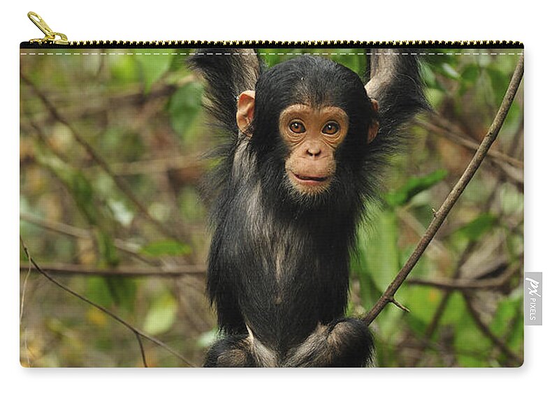Thomas Marent Zip Pouch featuring the photograph Eastern Chimpanzee Baby Hanging by Thomas Marent