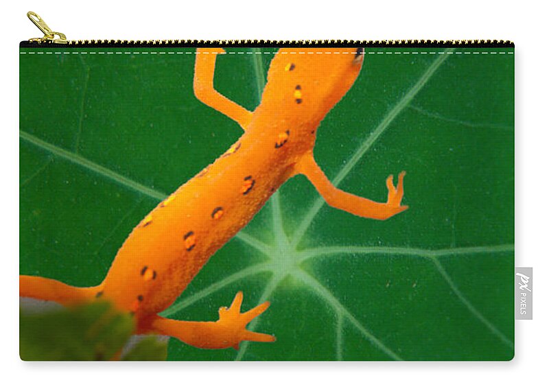 Salamander Zip Pouch featuring the photograph Eastern Newt on Leaf by Douglas Barnett