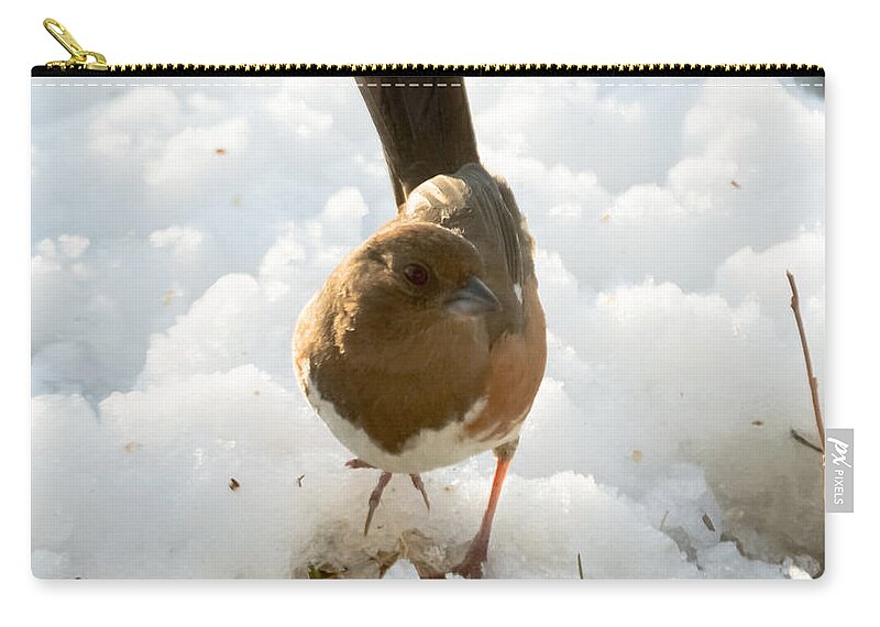 Rufous-sided Towhee Zip Pouch featuring the photograph Eastern Towhee Poses for Photograph by Holden The Moment