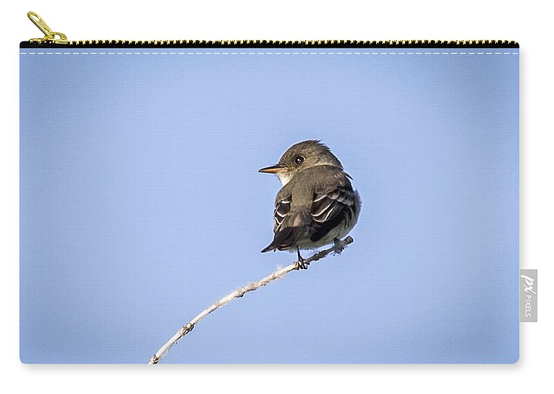 Animal Zip Pouch featuring the photograph Eastern Wood Pewee by Jack R Perry