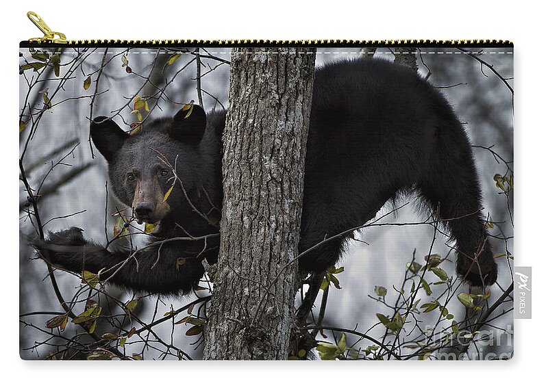 Black Bear Zip Pouch featuring the photograph Eating Berries by Ronald Lutz