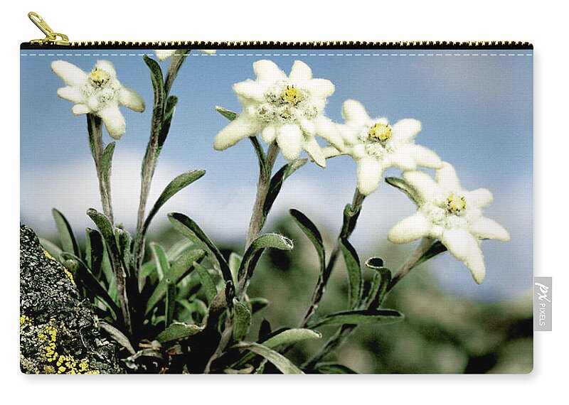 Plant Zip Pouch featuring the photograph Edelweiss by Hermann Eisenbeiss