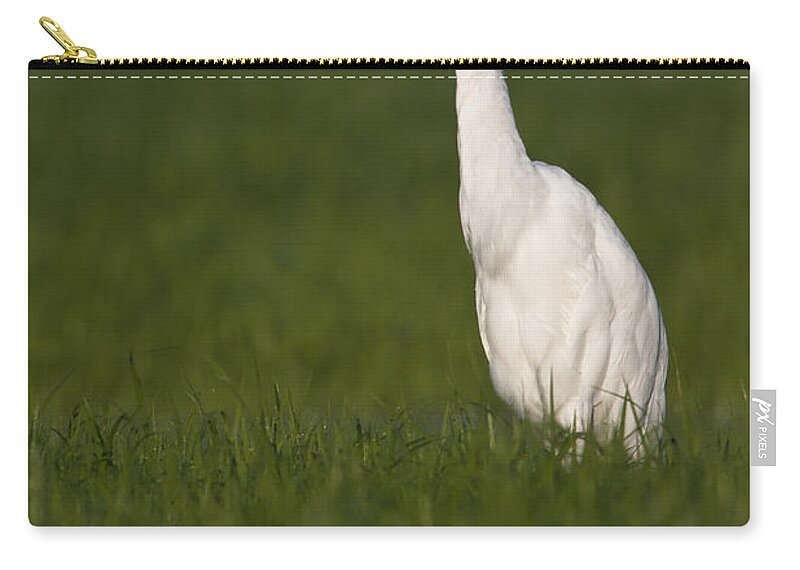 Egret Zip Pouch featuring the photograph Egret looking for lunch by Bryan Keil