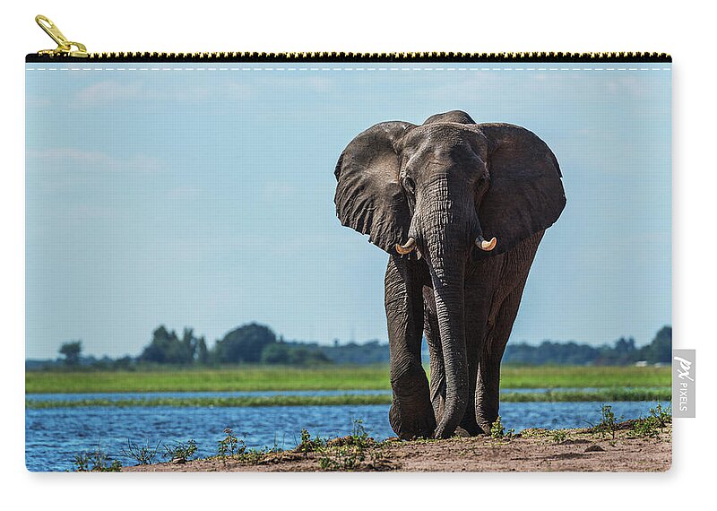 African Elephant Zip Pouch featuring the photograph Elephant Loxodonta Africana by Nick Dale