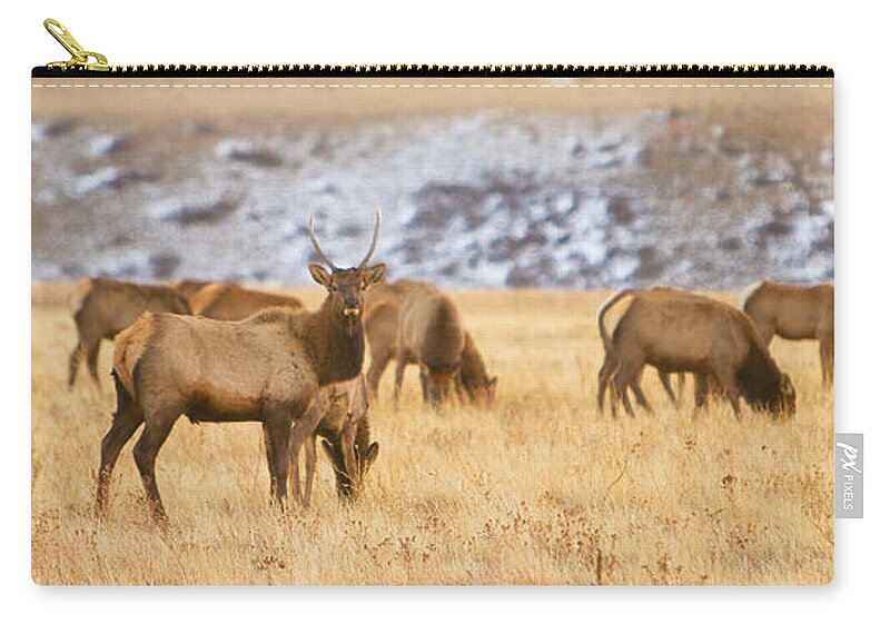 Elk Zip Pouch featuring the photograph Elk Herd Colorado Foothills Plains Panorama by James BO Insogna