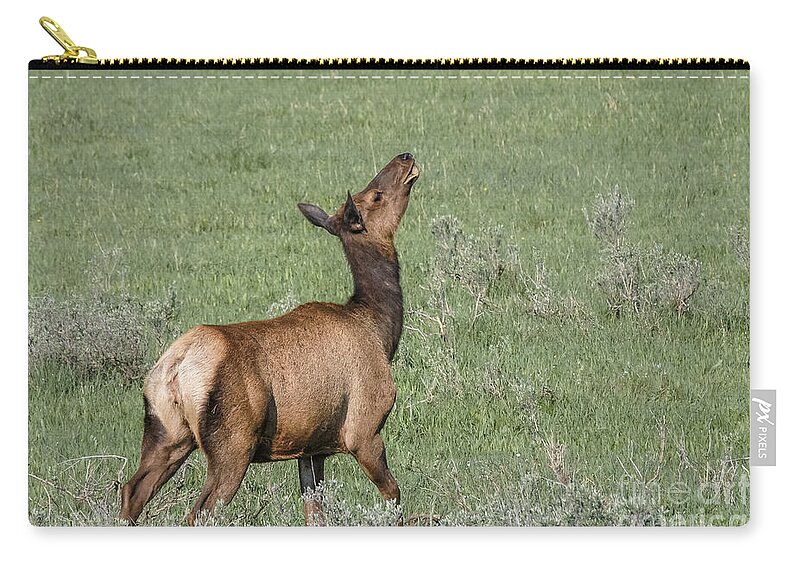 Al Andersen Zip Pouch featuring the photograph Elk Playing In Meadow by Al Andersen