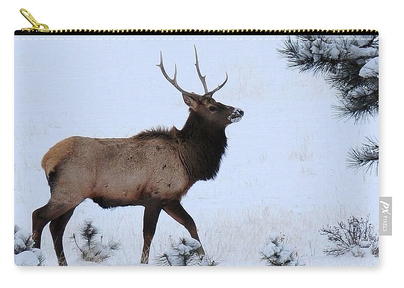 Colorado Zip Pouch featuring the photograph Elk Walking in the Snow by Marilyn Burton