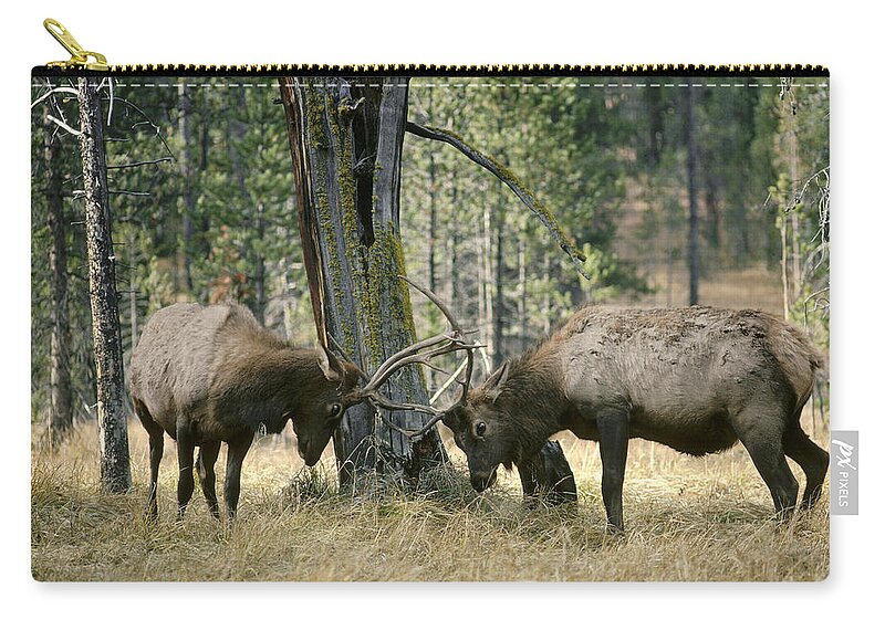 Feb0514 Carry-all Pouch featuring the photograph Elks Sparring Yellowstone Np Wyoming by Michael Quinton
