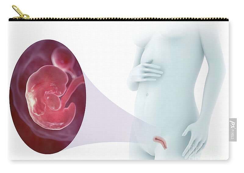 3d Visualisation Zip Pouch featuring the photograph Embryo Development Week 7 by Science Picture Co