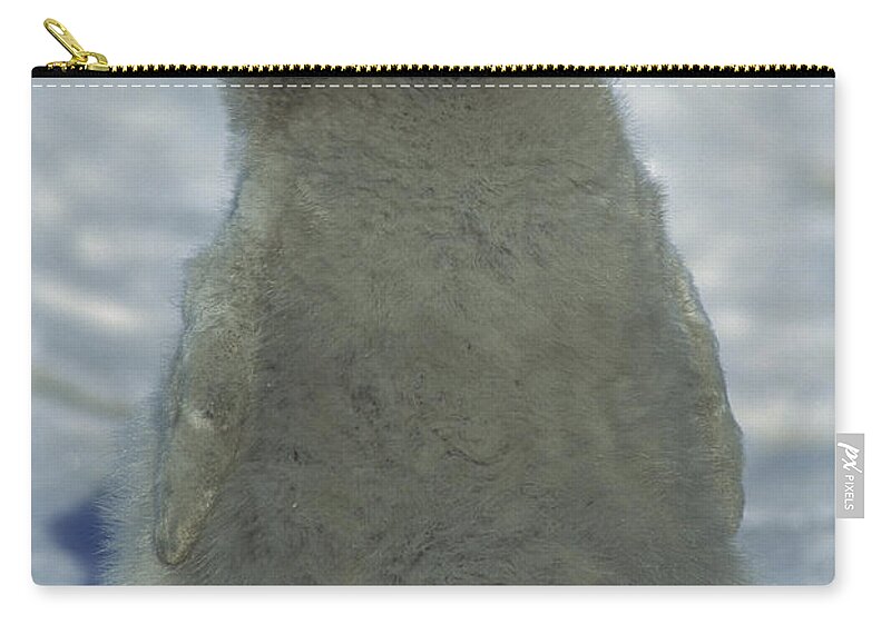 Feb0514 Zip Pouch featuring the photograph Emperor Penguin Young Chick Panting by Tui De Roy