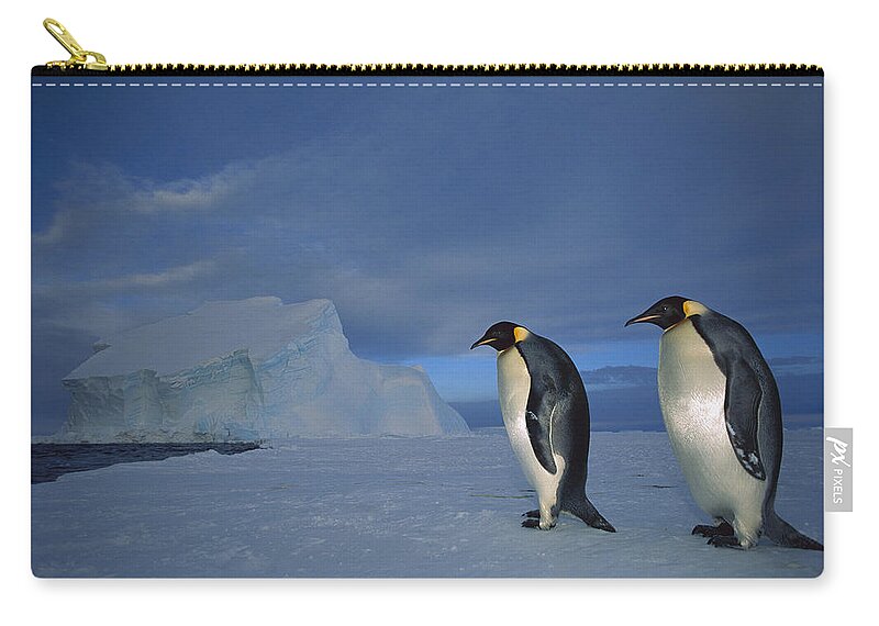 Feb0514 Zip Pouch featuring the photograph Emperor Penguins At Midnight Antarctica by Tui De Roy