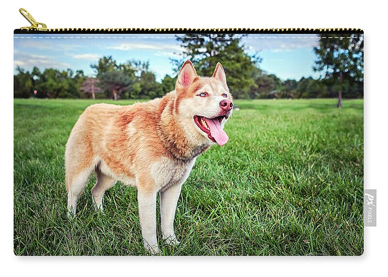 Siberian Husky Zip Pouch featuring the photograph Endurance Fidelity Intelligence by Sennie Pierson
