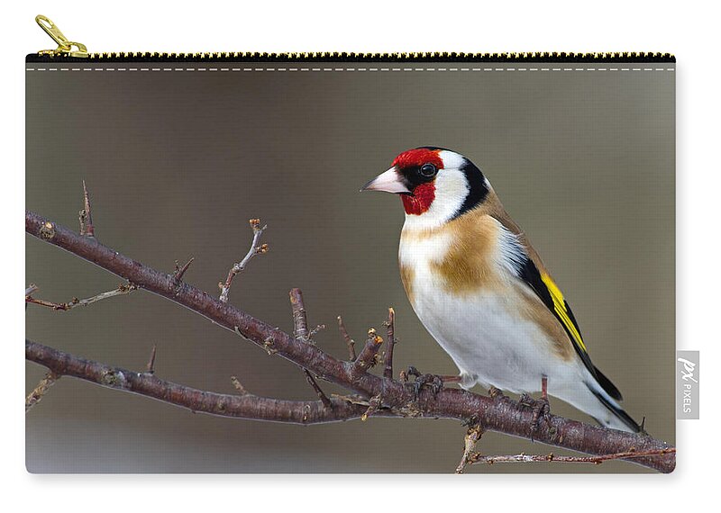 Goldfinch Carry-all Pouch featuring the photograph European Goldfinch by Torbjorn Swenelius