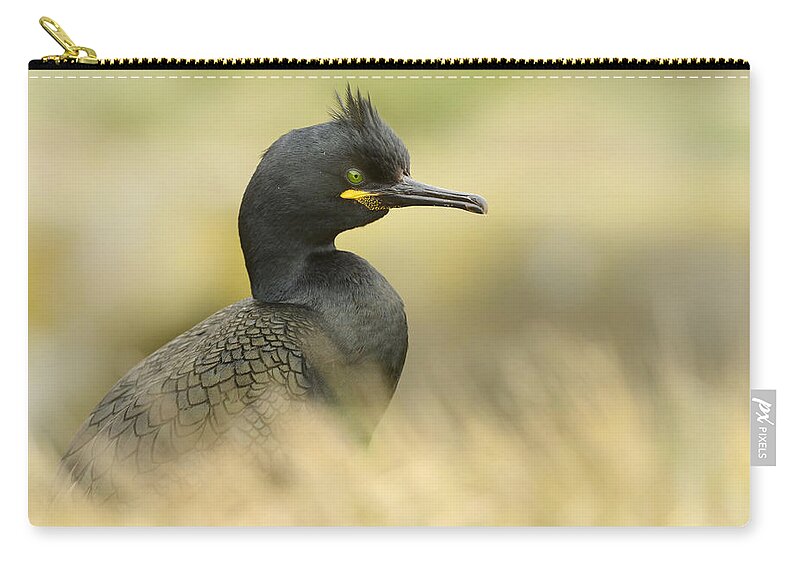 Nis Zip Pouch featuring the photograph European Shag Farne Islands Uk by Marianne Brouwer