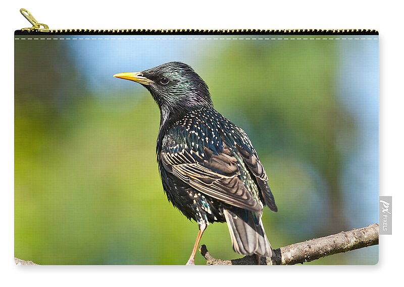 Animal Zip Pouch featuring the photograph European Starling in a Tree by Jeff Goulden