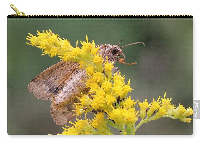 Noctua Pronuba Zip Pouch featuring the photograph European Yellow Underwing Moth by Doris Potter
