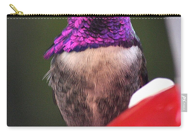 Animal Zip Pouch featuring the photograph Eyes Wide Open by Jay Milo