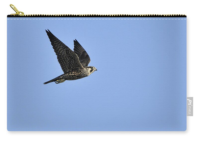 Falcon Zip Pouch featuring the photograph Falcon in Flight by Bradford Martin