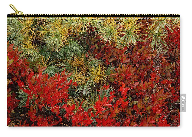 Maine Zip Pouch featuring the photograph Fall Blueberries and Pine by Tom Daniel