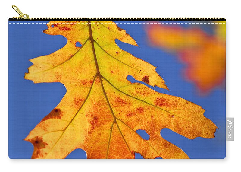 Autumn Zip Pouch featuring the photograph Fall oak leaf by Elena Elisseeva