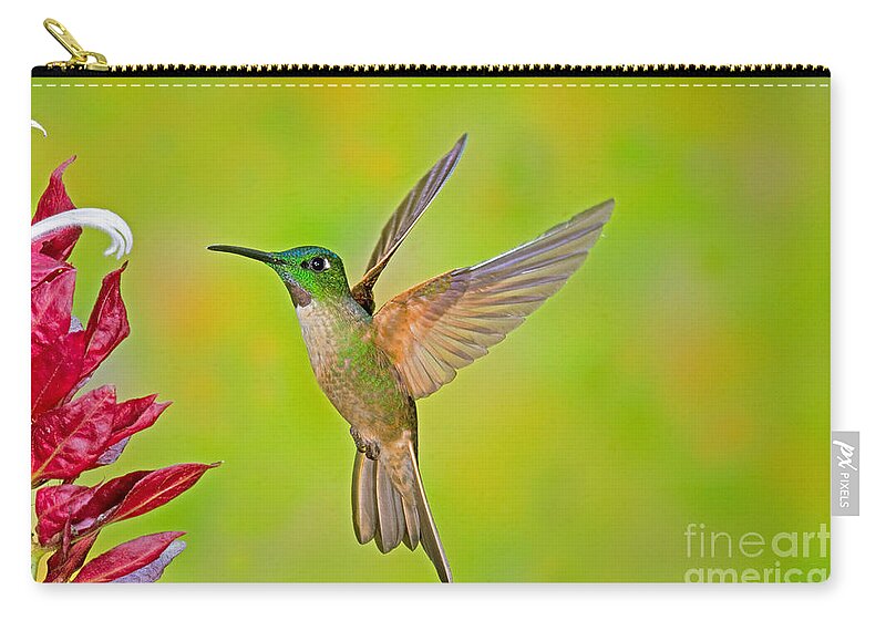 Fauna Zip Pouch featuring the photograph Fawn-breasted Brilliant Hummingbird by Anthony Mercieca