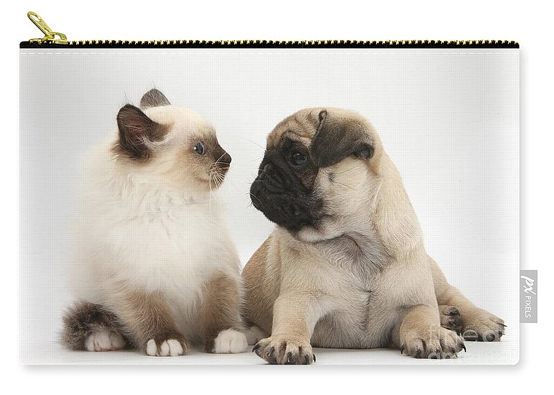 Nature Zip Pouch featuring the photograph Fawn Pug Pup And Birman-cross Kitten by Mark Taylor