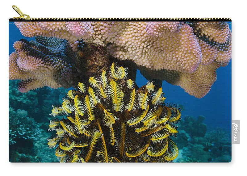 Pete Oxford Zip Pouch featuring the photograph Feather Star Rainbow Reef Fiji by Pete Oxford