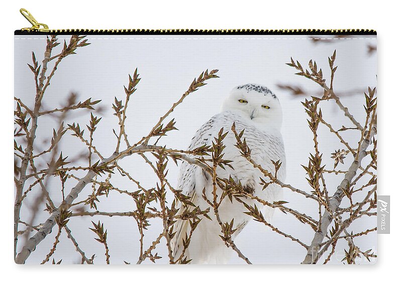  Sky Zip Pouch featuring the photograph Feeling Watched by Cheryl Baxter