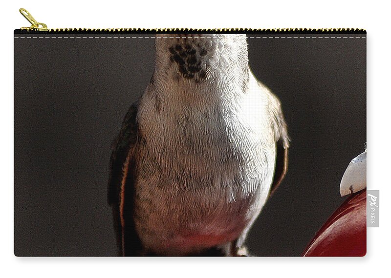 Hummingbirds Zip Pouch featuring the photograph Female Anna Hummingbird #2 by Jay Milo