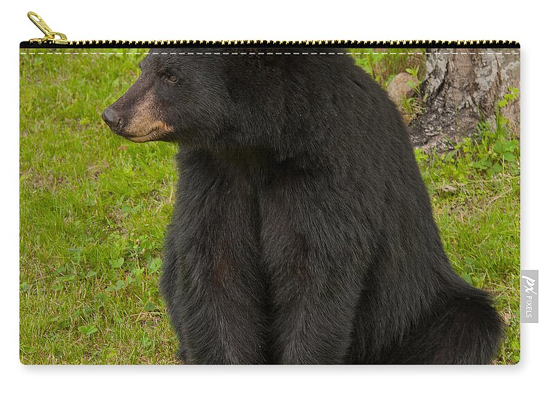 Bears Zip Pouch featuring the photograph Female Black Bear by Brenda Jacobs