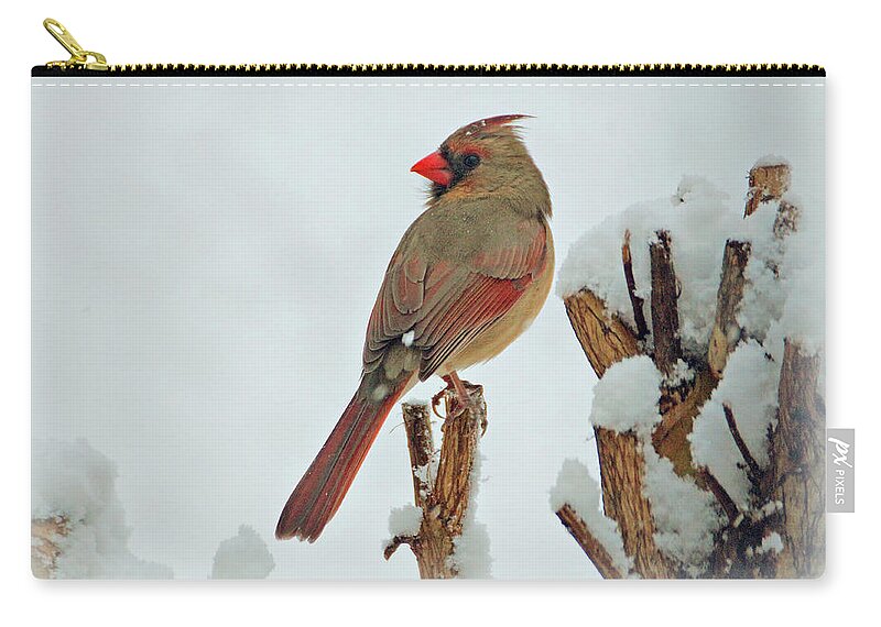 Bird Zip Pouch featuring the photograph Female Cardinal in the Snow by Sandy Keeton
